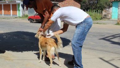Vacinação cães e gatos pet