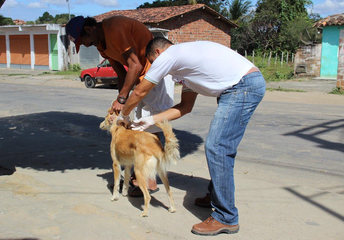 Vacinação cães e gatos pet