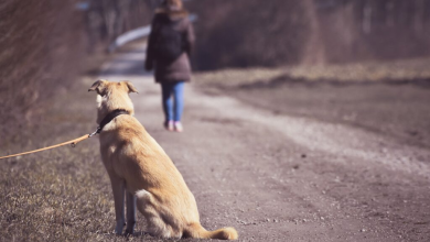 Dezembro Verde alerta para maus-tratos e abandono de animais