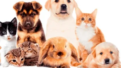 cachorro - gato - coelho