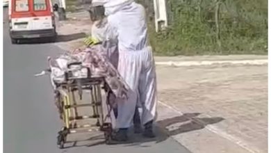 Homem é hospitalizado após ser atacado por abelhas em Santo Antônio
