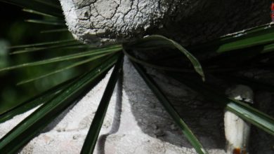 CPF SESC promove o seminário Perspectivas do Clima