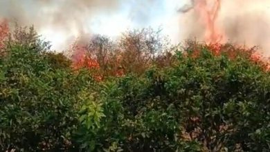 Incêndio atinge área de vegetação em localidade rural de Elísio Medrado