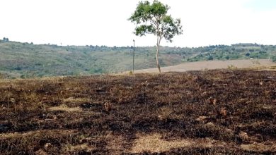 Queda de raio provoca incêndio em pastagem em Brejões