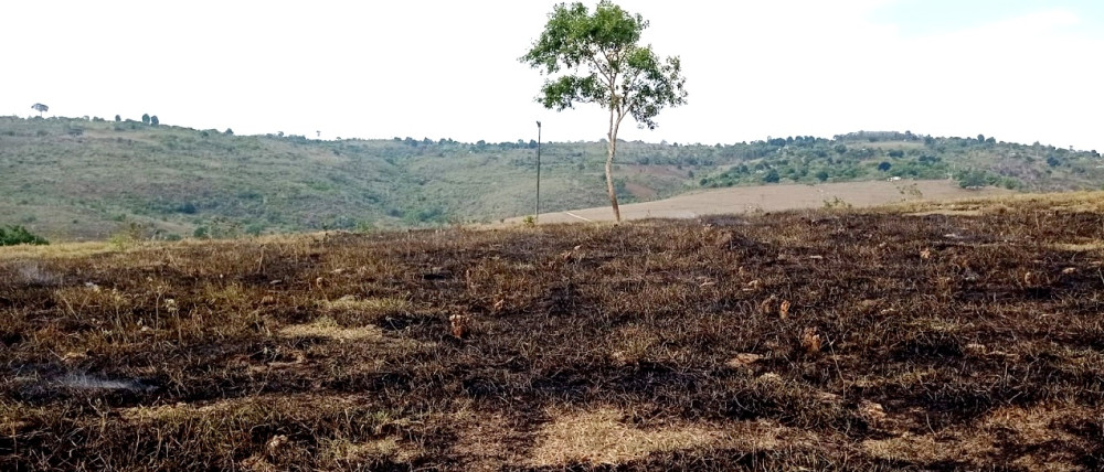Queda de raio provoca incêndio em pastagem em Brejões