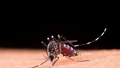 Epidemia de dengue se alastra no Rio de Janeiro