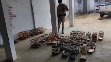 Operação “Pássaros Livres” apreende animais em evento ilegal no Cruzeiro de Laje
