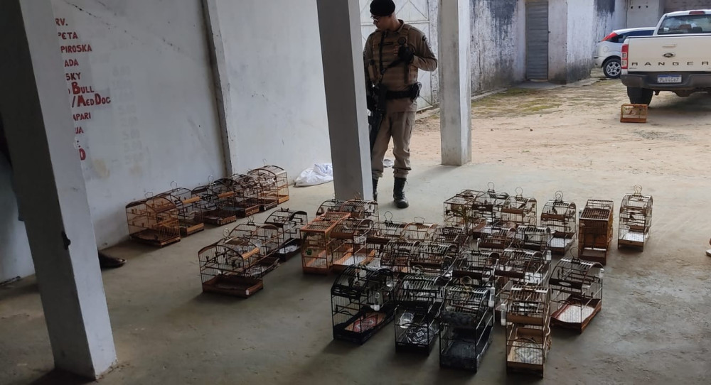 Operação “Pássaros Livres” apreende animais em evento ilegal no Cruzeiro de Laje