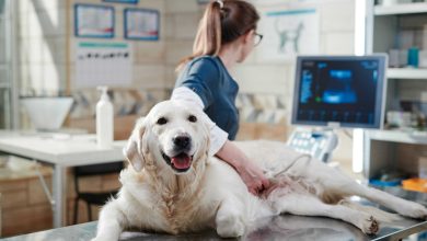ONC Care da Hill's traz nutrição de apoio para pets em tratamento oncológico
