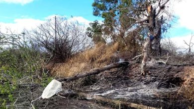 Queimada provoca queda de galhos de árvore e interdita parcialmente a BA-026 em Brejões