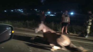 Cavalo é atropelado próximo a Bom Despacho em Itaparica e trânsito exige atenção