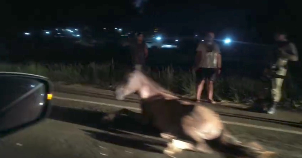 Cavalo é atropelado próximo a Bom Despacho em Itaparica e trânsito exige atenção