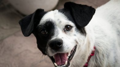 Hill's Pet Nutrition lança Oral Care, alimento focado na saúde bucal dos pets