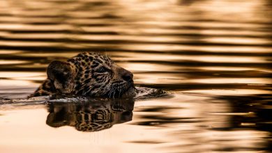 Fotografia fine art destaca conservação ambiental em revista