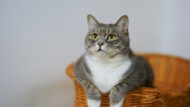 Elanco lança solução para tratar sintomas de DRC em gatos
