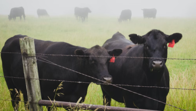Fosfato bicálcico impulsiona produção de carne no Brasil