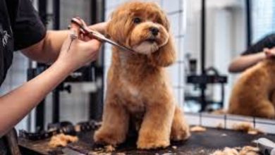 Profissão grooming está muito além de banho e tosa de pet