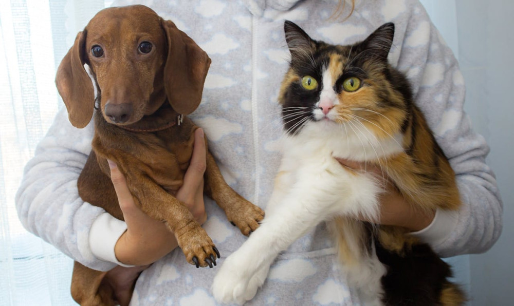 Lei contra realização de tatuagens e uso de piercings em cães e gatos é novidade