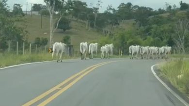 Animais soltos oferecem risco a motoristas na BA-539, próximo ao Entroncamento de São Miguel das Matas
