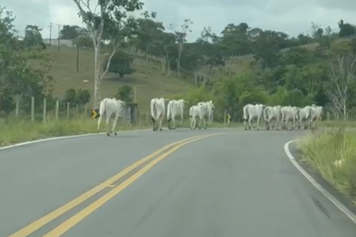 Animais soltos oferecem risco a motoristas na BA-539, próximo ao Entroncamento de São Miguel das Matas