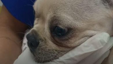 Cachorra filhote é internada após ingerir 55 pedras de crack
